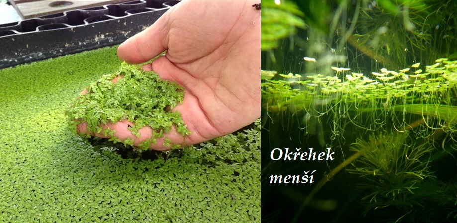 Okřehek menší - účinky na zdraví, co léčí, použití, užívání, využití