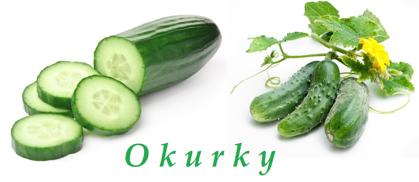 Okurka, okurky - účinky na zdraví, co léčí, použití, užívání, využití, pěstování, škůdci a nemoci okurek
