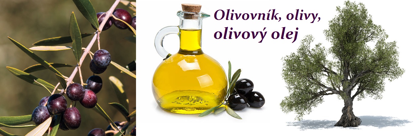 Olivy, olivový olej - účinky na zdraví, co léčí, použití, užívání, využití, pěstování, přezimování