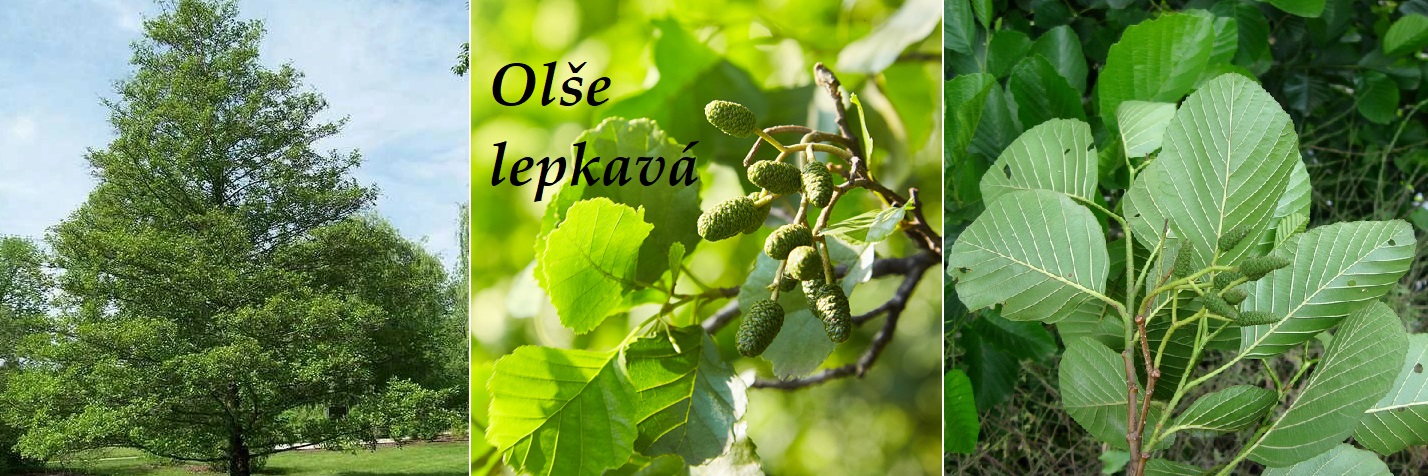 Olše lepkavá - účinky na zdraví, co léčí, použití, užívání, využití, pěstování
