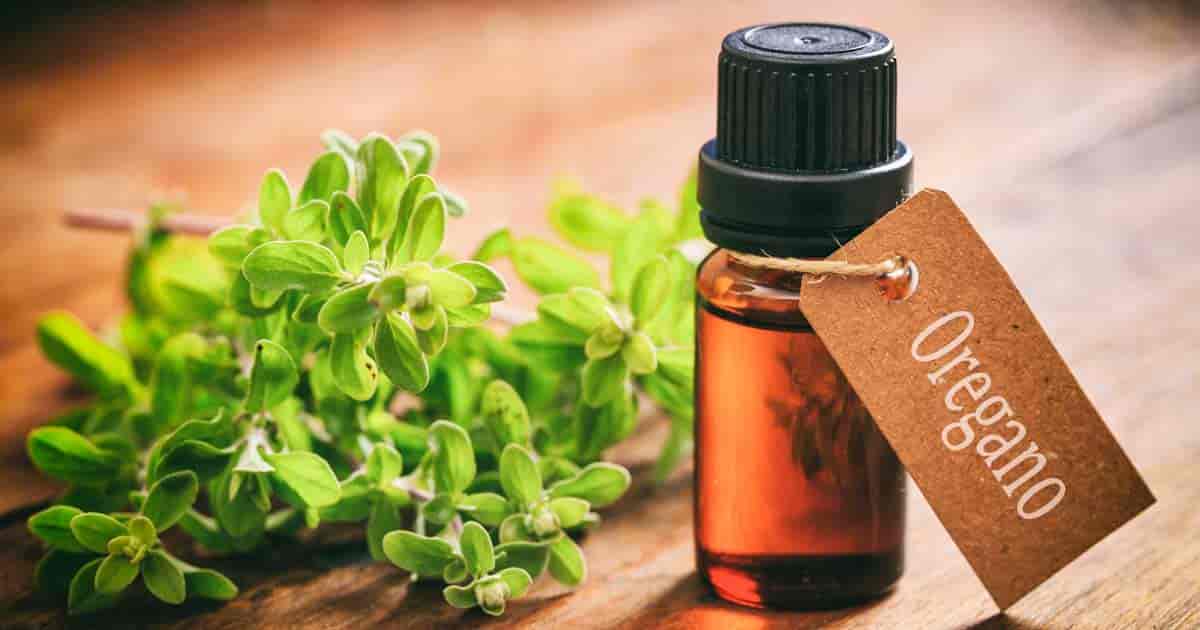 Oregánový olej - účinky na zdraví, použití, užívání, využití, dávkování, výroba, recept