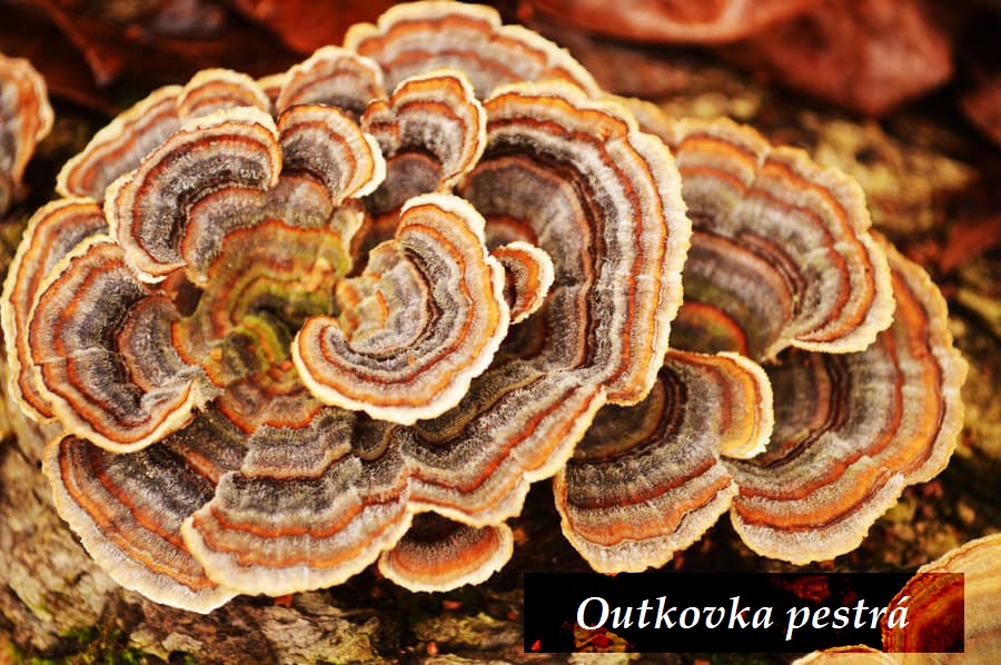 Outkovka pestrá - účinky na zdraví, co léčí, použití, užívání, využití, pěstování, rozmnožování