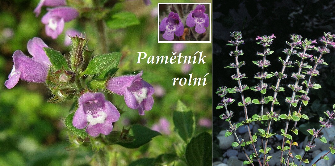 Pamětník rolní - účinky na zdraví, co léčí, použití, užívání, využití, co sbíráme