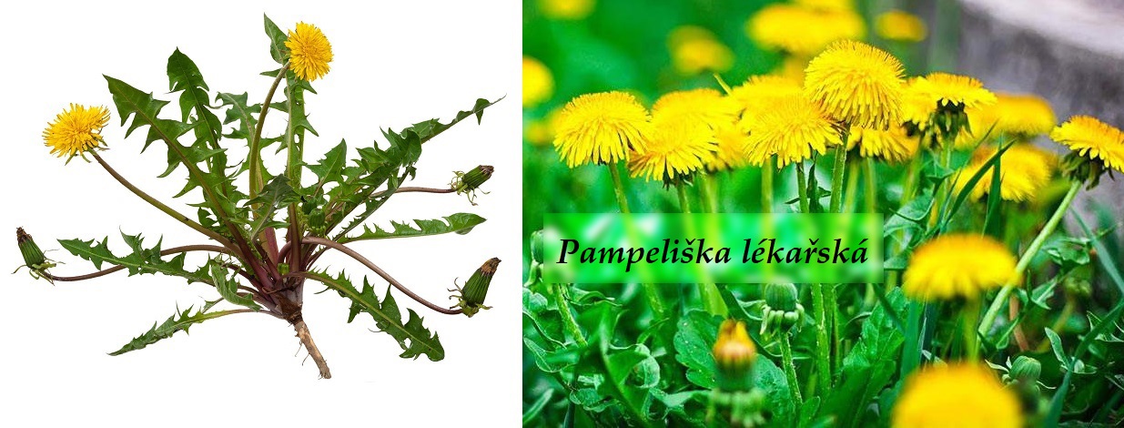 Pampeliška, smetanka lékařská - účinky na zdraví, co léčí, použití, užívání, využití