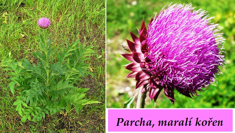 Parcha, maralí kořen, leuzea - účinky na zdraví, co léčí, použití, užívání, využití