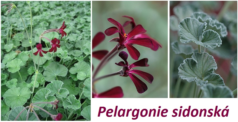 Pelargonie sidonská - účinky na zdraví, co léčí, použití, užívání, využití, pěstování