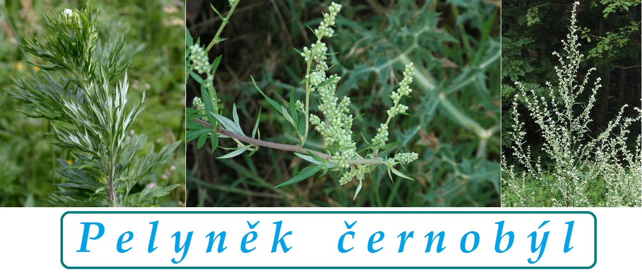 Pelyněk černobýl - účinky na zdraví, co léčí, použití, užívání, využití, pěstování