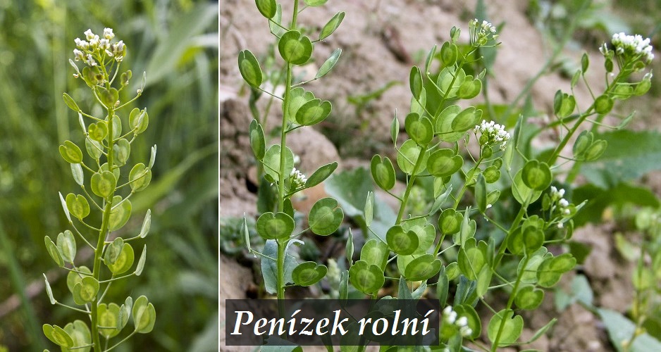 Penízek rolní - účinky na zdraví, co léčí, použití, užívání, využití, pěstování