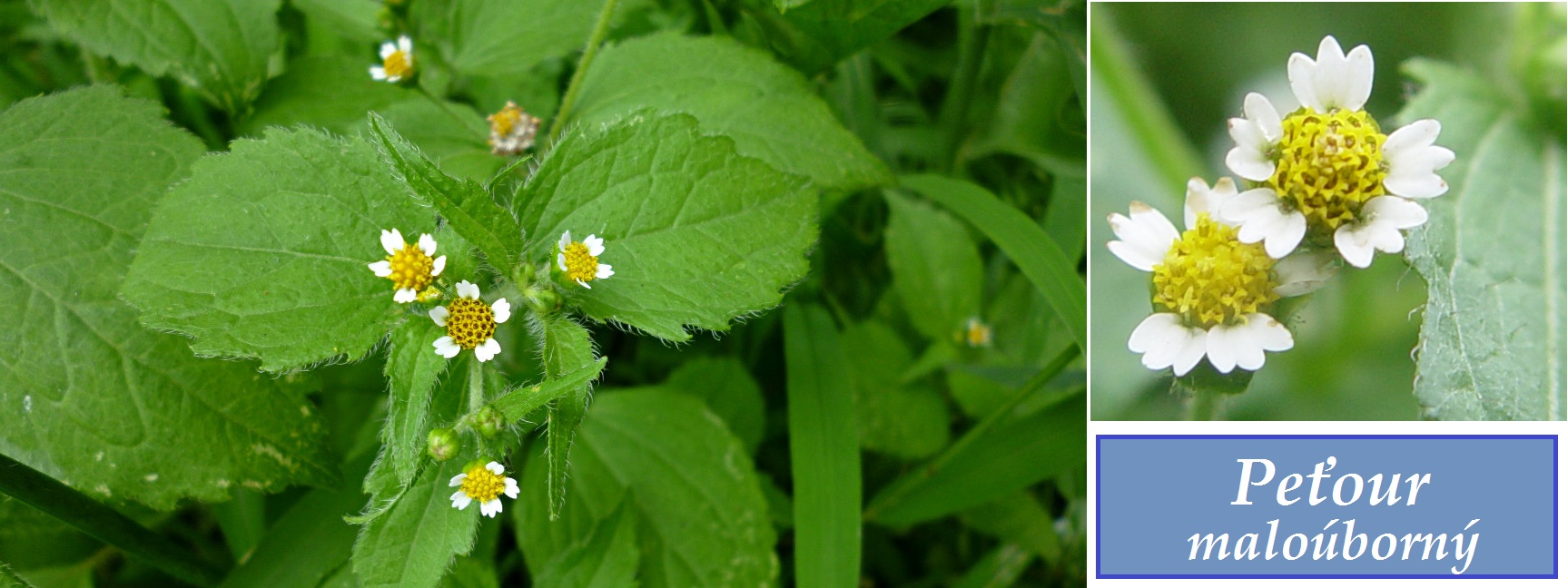 Pěťour - účinky na zdraví, co léčí, použití, užívání, využití