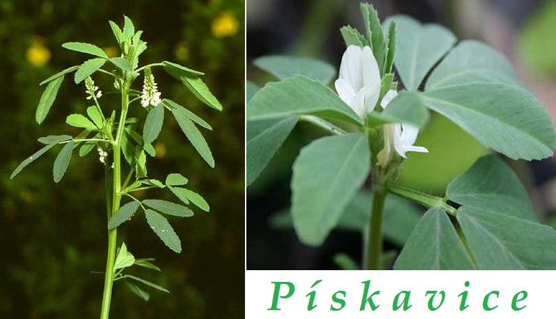 Pískavice řecké seno - účinky na zdraví, co léčí, použití, užívání, využití