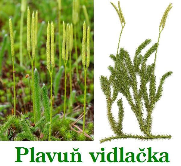Plavuň vidlačka - účinky na zdraví, co léčí, použití, užívání, využití