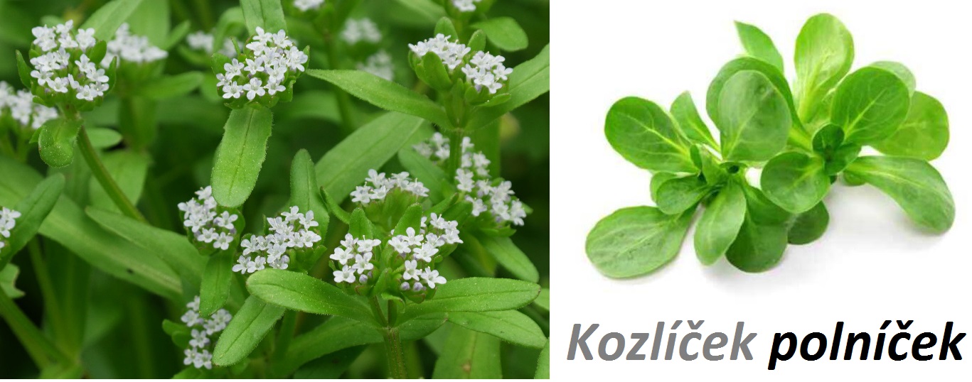 Polníček - účinky na zdraví, použití v kuchyni do salátu s bylinkami, pěstování