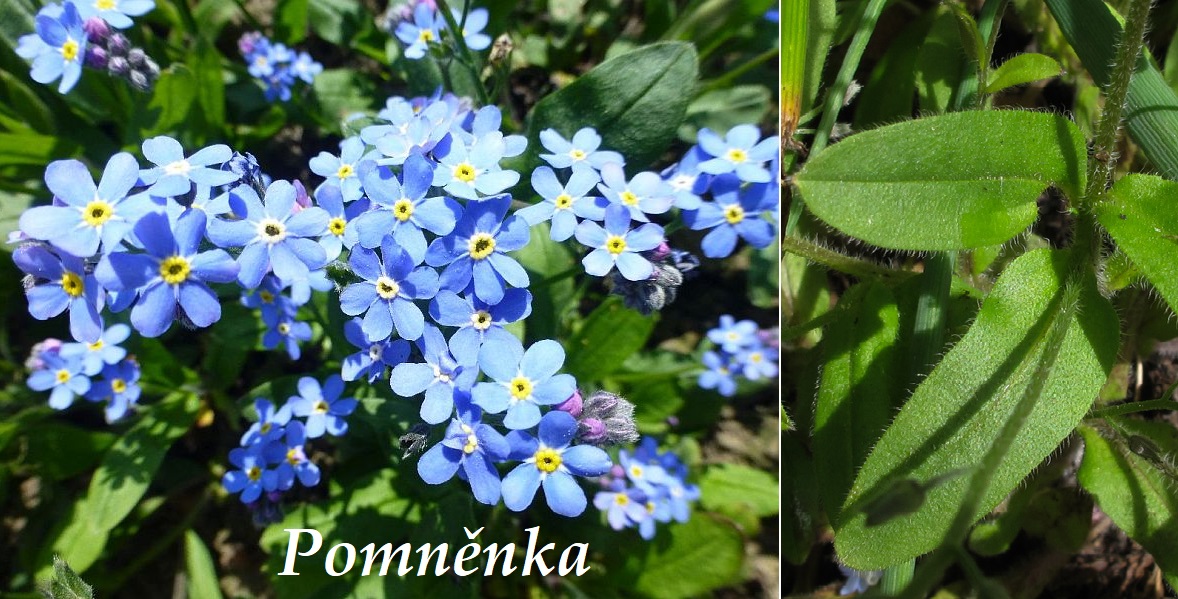 Poměnka, pomněnka - účinky na zdraví, co léčí, použití, užívání, využití, pěstování