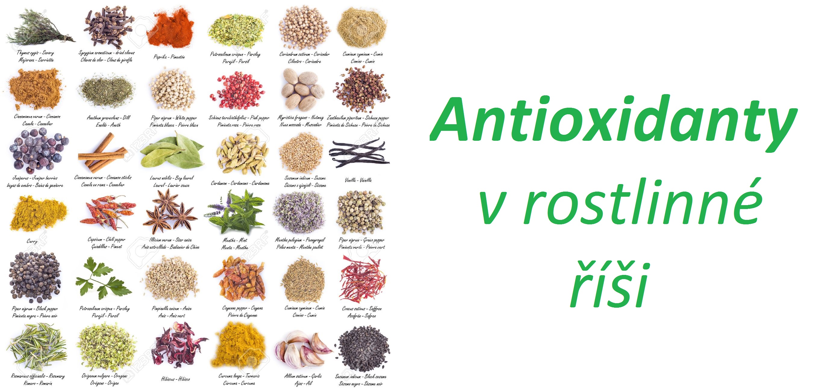 Přírodní antioxidanty v rostlinách, bylinách - účinky na zdraví, rakovinu a stárnutí organismu