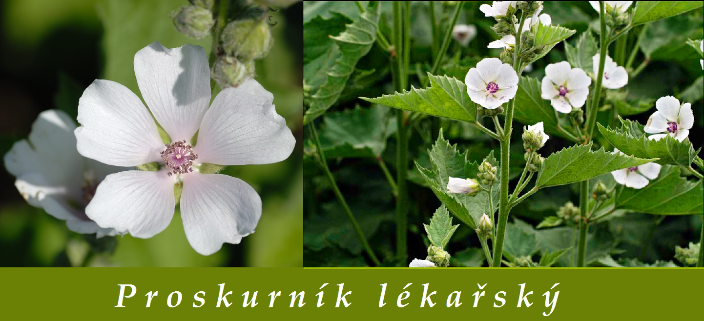 Proskurník lékařský (ibišek) - účinky na zdraví, použití, užívání, využití, co léčí