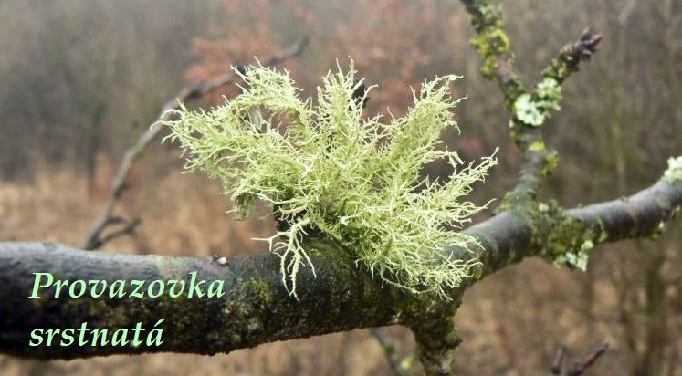 Provazovka srstnatá, Krakonošovy vousy - účinky na zdraví, co léčí, použití, užívání, využití