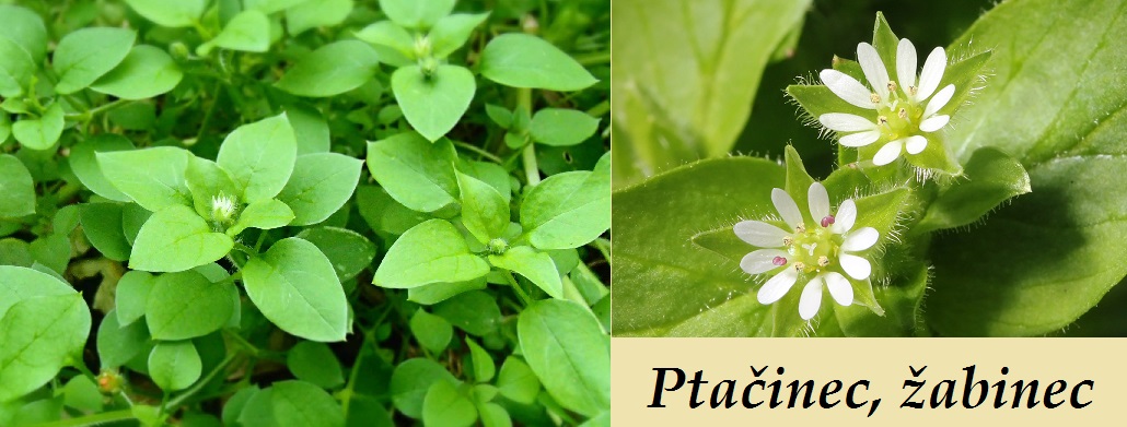 Ptačinec prostřední, žabinec - účinky na zdraví, co léčí, použití, užívání, využití