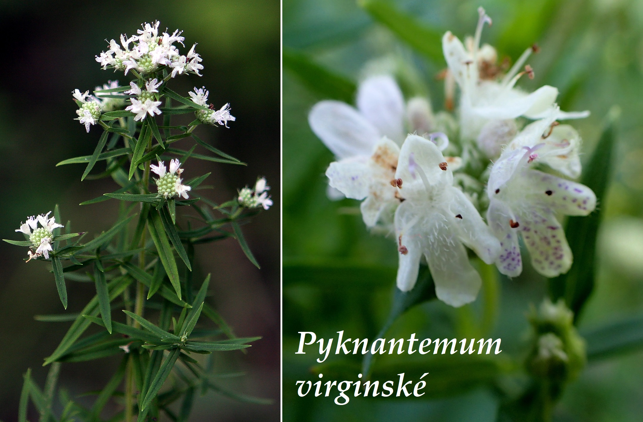 Pyknantemum - účinky na zdraví, použití, využití, užívání, pěstování