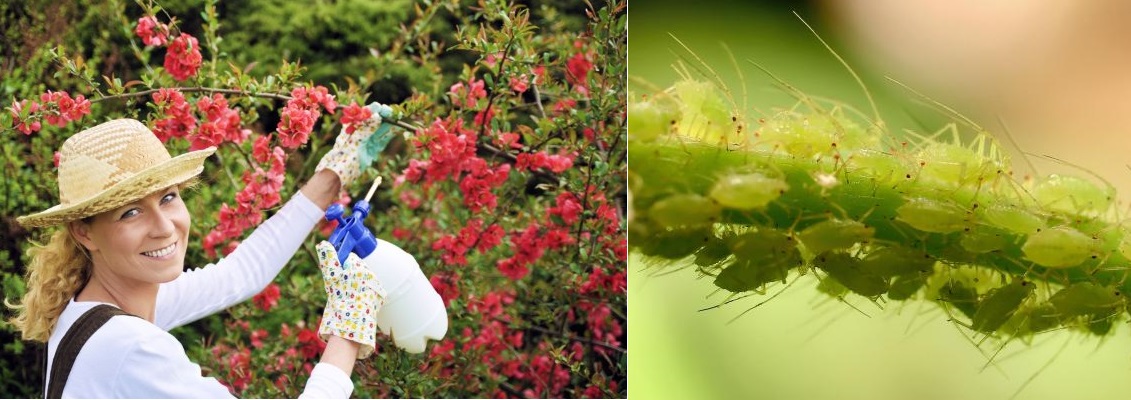 Rajčatový postřik proti mšicím z listů rajčete - recept, postup, návod, příprava