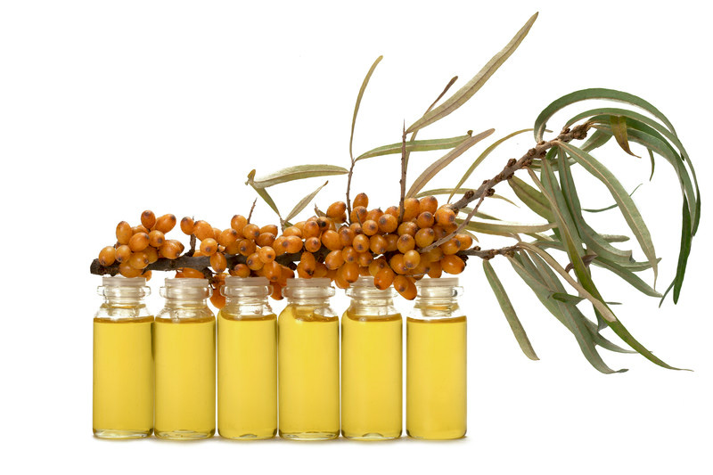 Rakytník, rakytníkový olej - účinky, co léčí, použití, užívání, využití pro zdraví