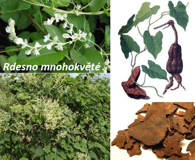 Rdesno mnohokvěté (he shou wu, che šou vu) - účinky na zdraví, co léčí, použití, užívání, využití