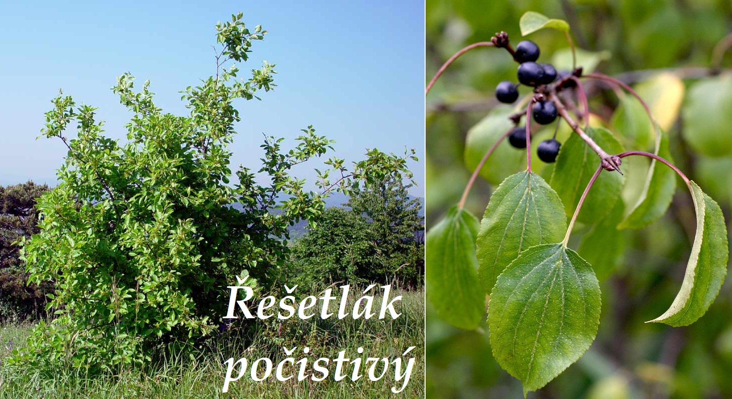 Řešetlák počistivý - účinky na zdraví, co léčí, použití, užívání, využití