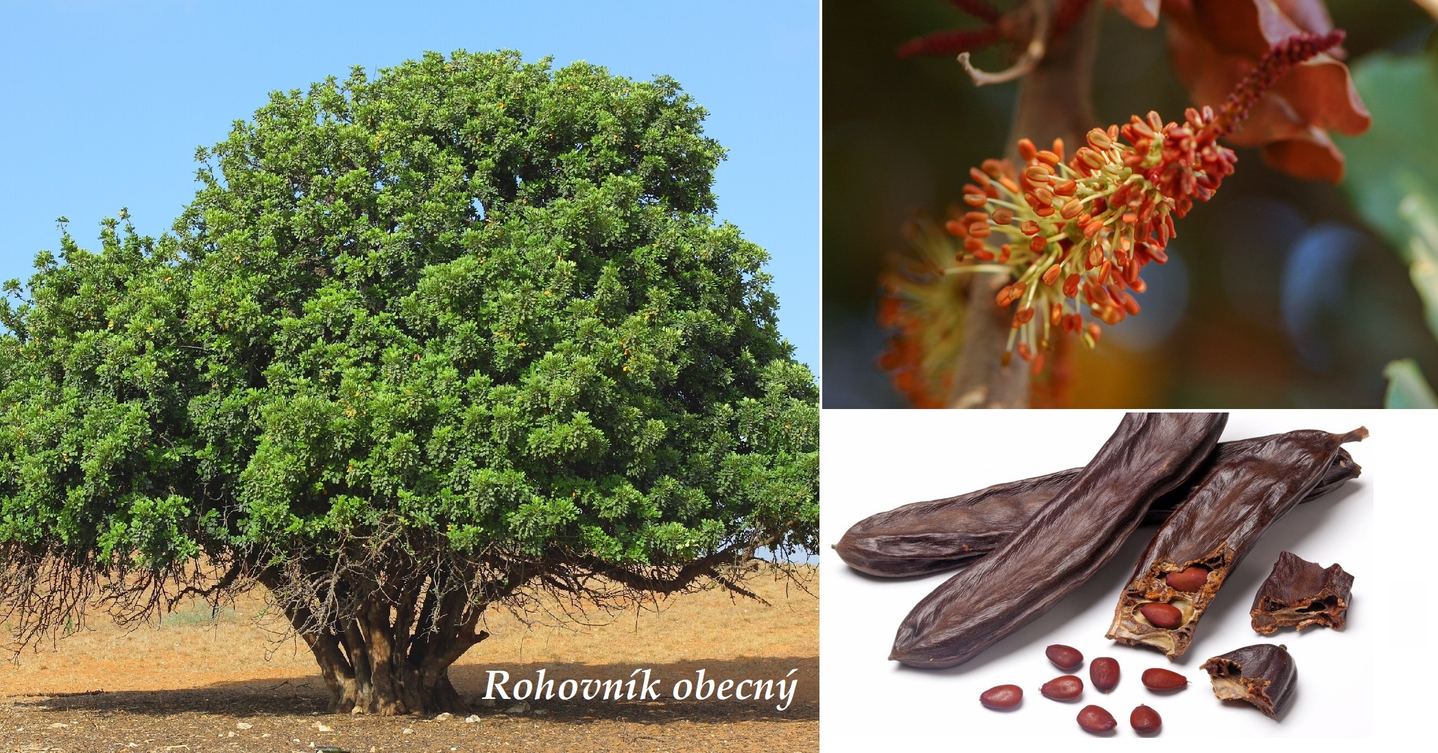 Rohovník obecný, karob - účinky na zdraví, co léčí, použití, užívání, využití, dávkování, co sbíráme, pěstování