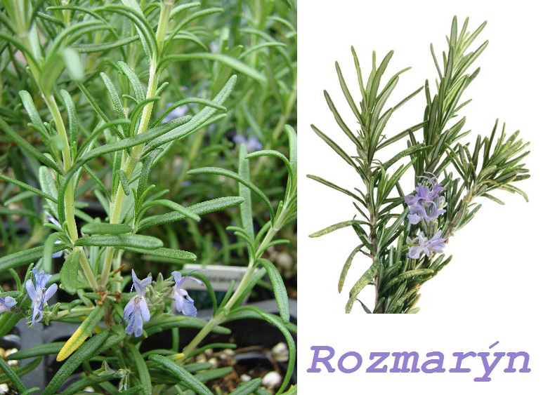 Rozmarýn, rozmarýna - účinky na zdraví, co léčí, použití, užívání, využití