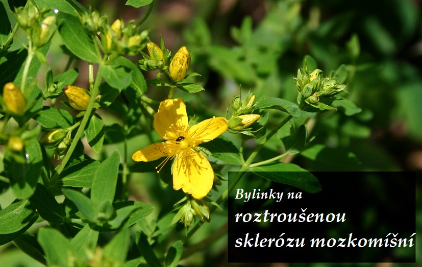 Roztroušená skleroza a bylinky, sclerosis multiplex a byliny na její léčbu