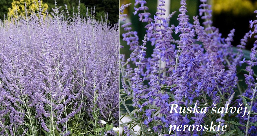 Perovskie lebedolisá (šalvěj Yangova) - účinky na zdraví, co léčí, použití, užívání, využití, co sbíráme 