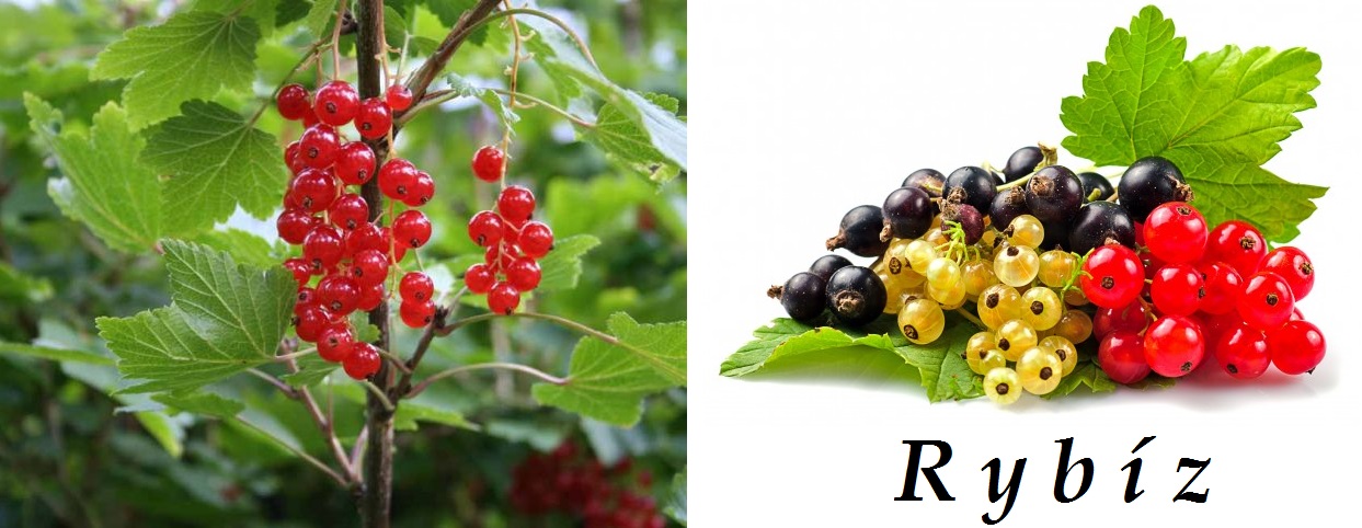 Rybíz - účinky na zdraví, co léčí, použití, užívání, využití, pěstování, škůdci a nemoci rybízu