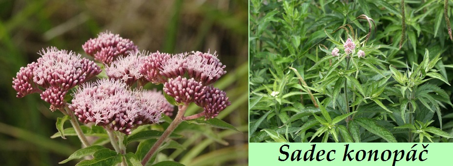 Sadec konopáč - účinky, co léčí, použití, užívání, využití pro zdraví