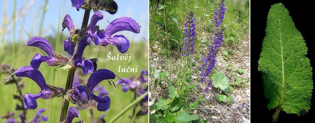 Šalvěj luční - účinky na zdraví, co léčí, použití, užívání, využití, pěstování