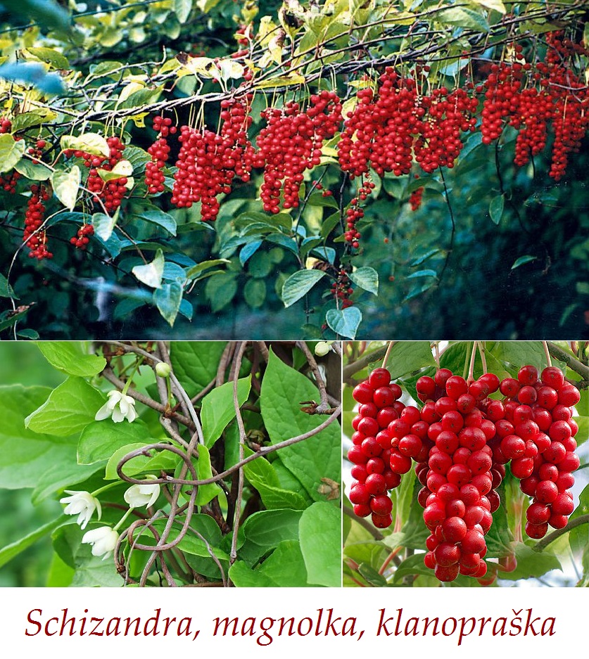 Schizandra, magnolka, klanopraška čínská  - účinky na zdraví, použití, užívání, využití, co léčí, pěstování
