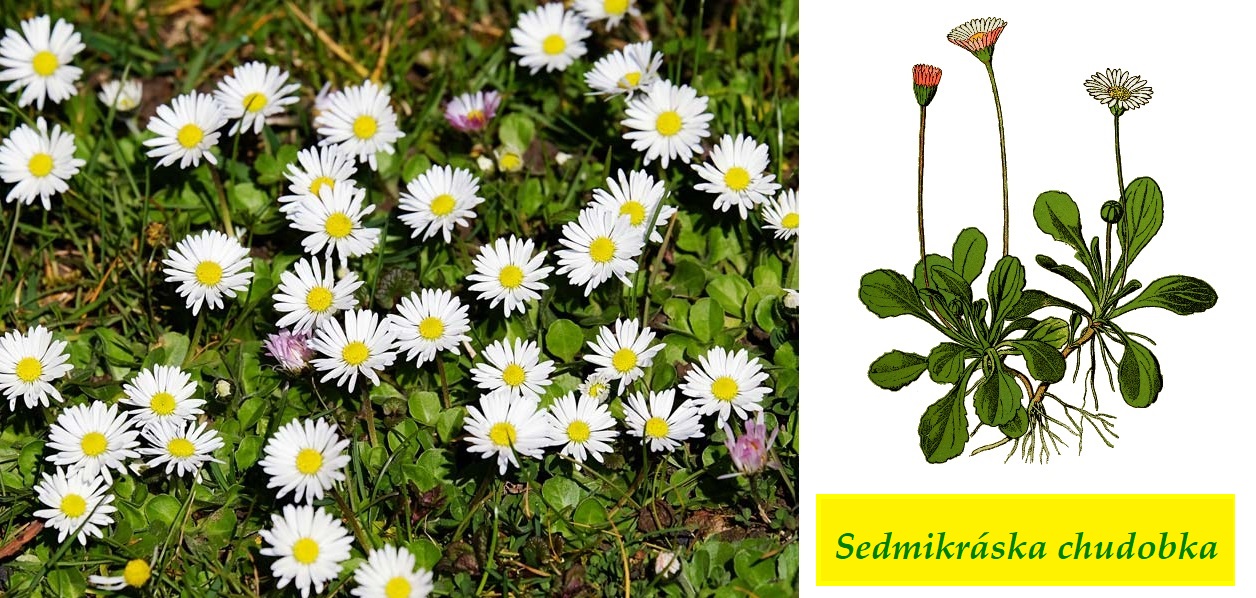 Sedmikráska chudobka -  co léčí, účinky na zdraví, použití, užívání, využití, pěstování