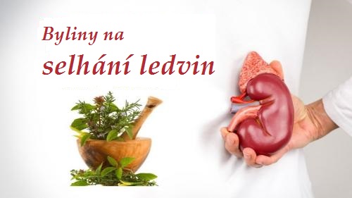 Selhání ledvin - byliny, bylinky, bylinná směs