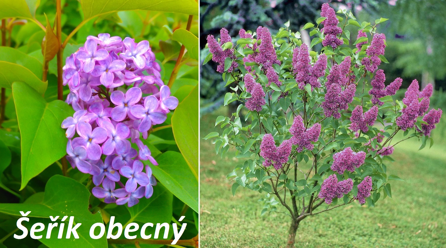 Šeřík -  účinky na zdraví, co léčí, použití, užívání, využití, pěstování, využití v kuchyni