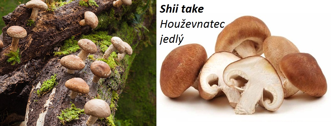 Houba shiitake, shii take - účinky, využití, vliv na zdraví, pěstování