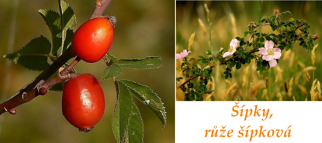 Šípek, šípky, růže šípková - účinky na zdraví, co léčí, použití, užívání, využití