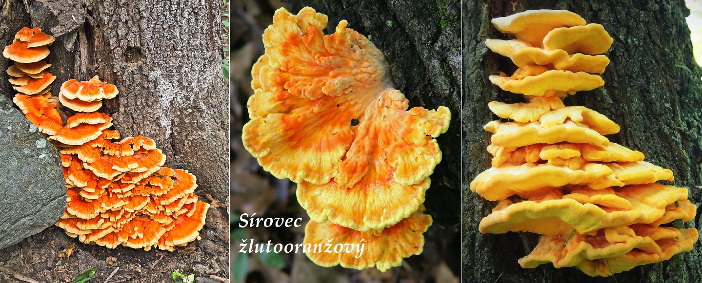 Sírovec žlutooranžový - účinky na zdraví, co léčí, použití, užívání, využití