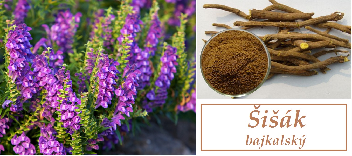 Šišák - účinky na zdraví, použití, užívání, využití, co léčí
