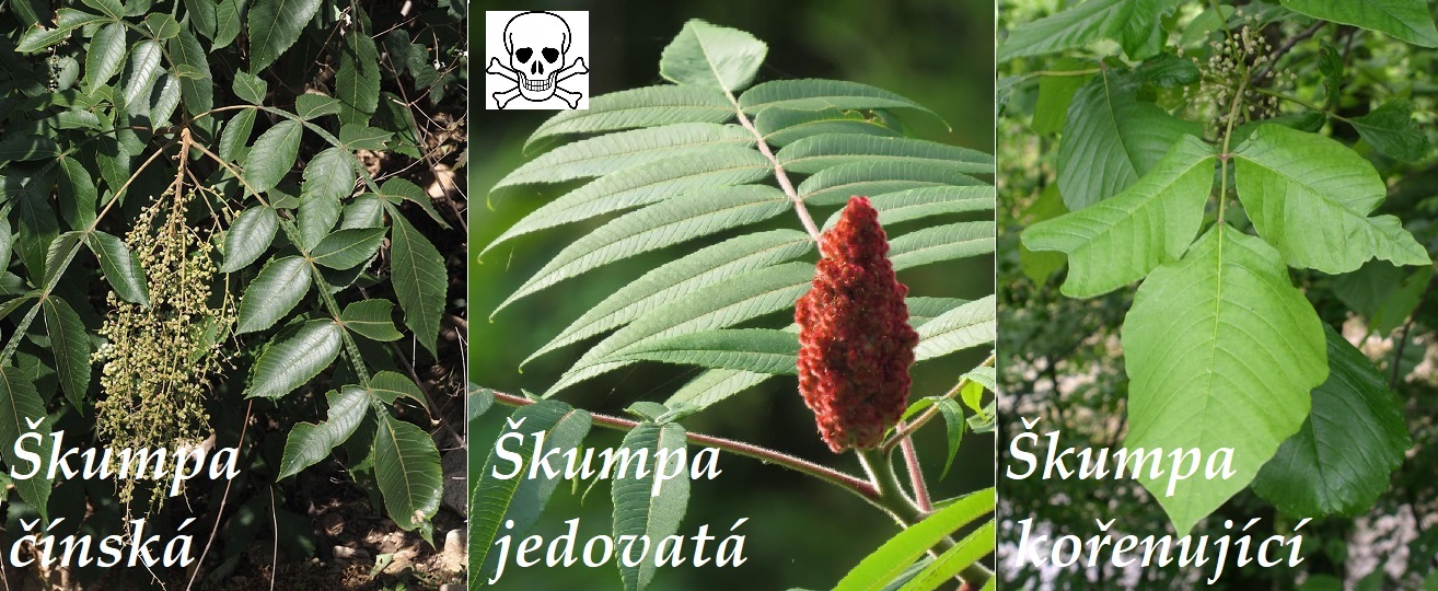 Škumpa - účinky na zdraví, co léčí, použití, užívání, využití, co sbíráme