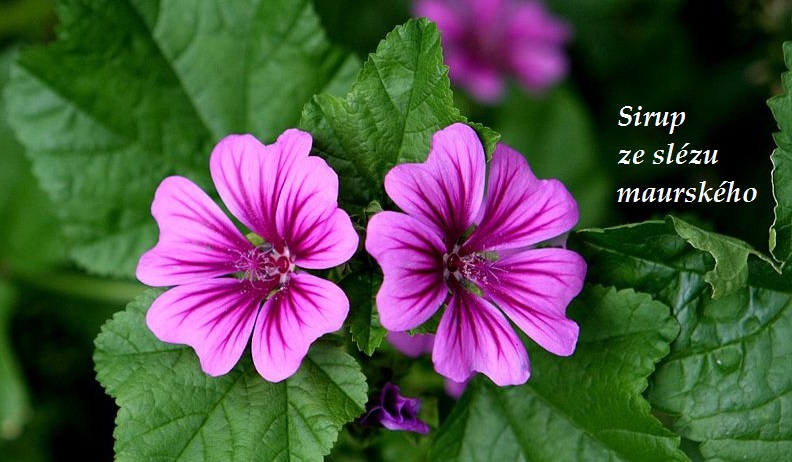 Slézový sirup, sirup ze slézu - recept, postup, návod, příprava, suroviny, ingredience