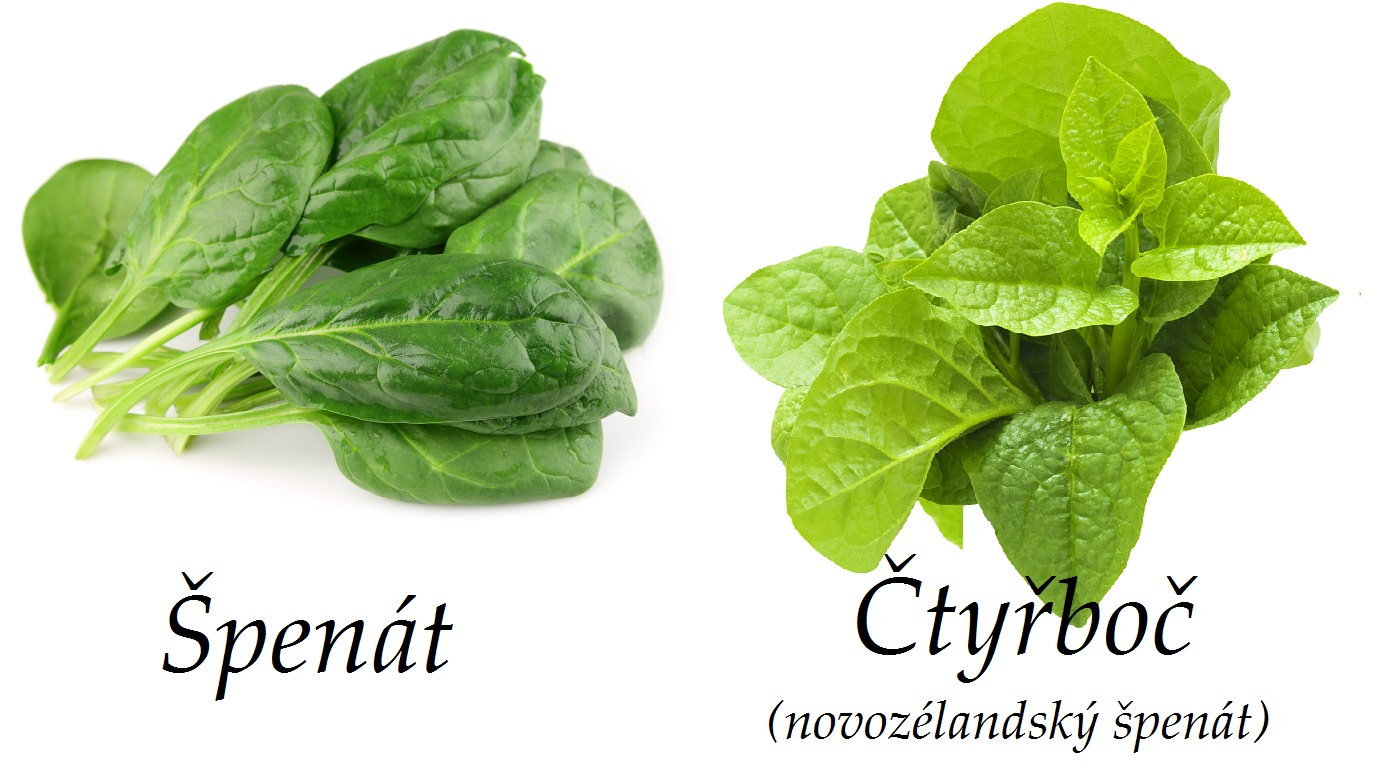 Špenát, čtyřboč (novozélandský špenát) - účinky na zdraví, co léčí, použití, užívání, využití, pěstování, škůdci nemoci špenátu a čtyřboče