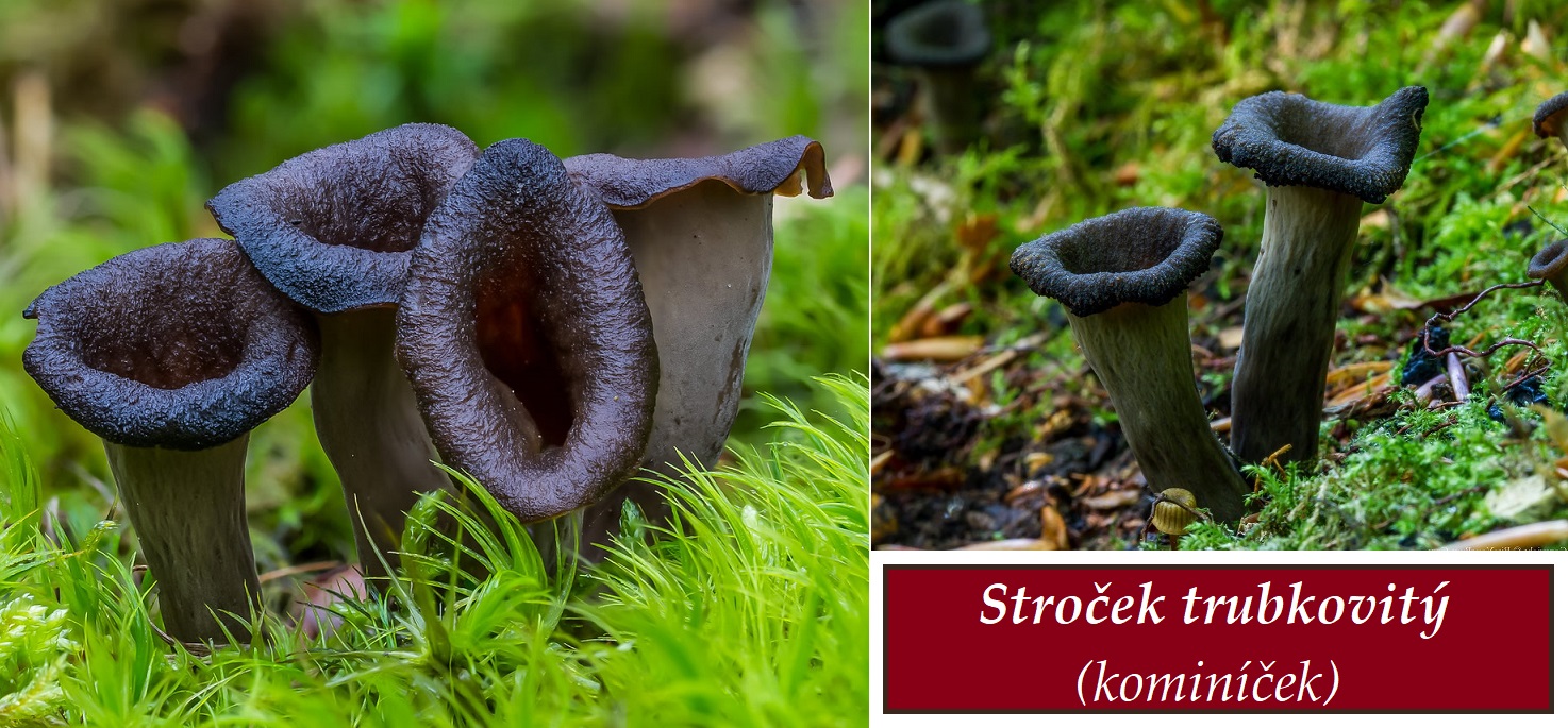 Stroček, kominíček - účinky na zdraví, co léčí, použití, užívání, využití, dávkování, zpracování, recepty