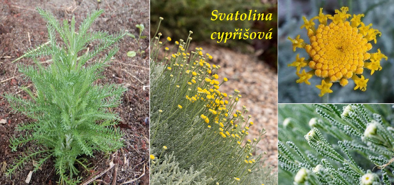 Svatolina cypřišová (santolina) - účinky na zdraví, použití, využití, užívání, pěstování