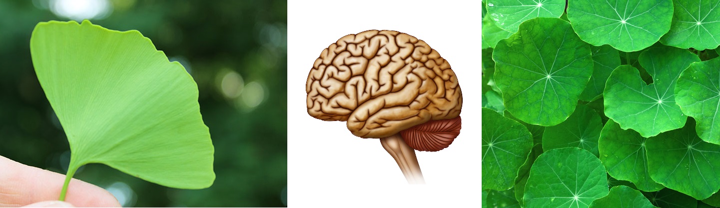 Domácí bylinková tinktura na posílení mozku proti demenci a na zlepšení soustředění