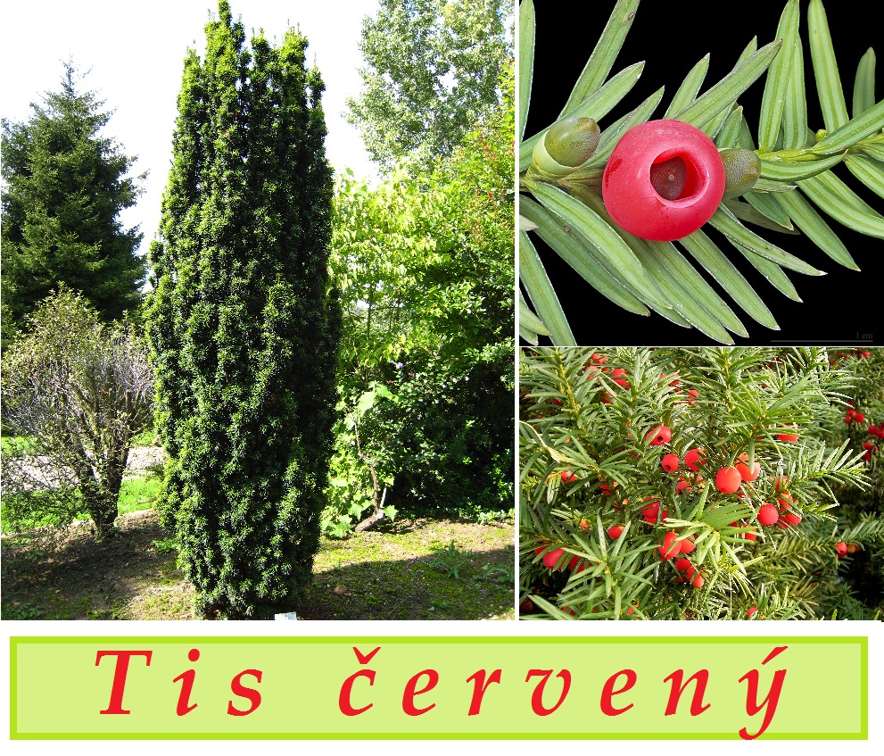 Tis červený - účinky na zdraví, použití, užívání, využití, co léčí