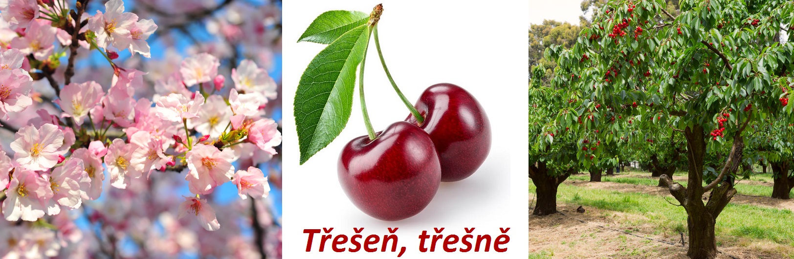 Třešeň, třešně, květy třešní - účinky na zdraví, co léčí, použití, užívání, využití, pěstování, choroby