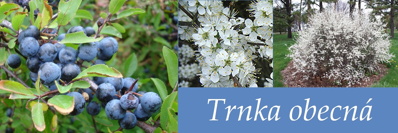 Trnka obecná - účinky na zdraví, co léčí, použití, užívání, využití